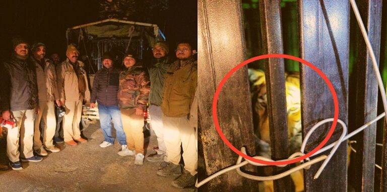 Tiger captured in cage