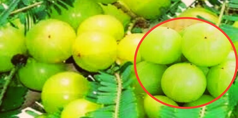 amla benefits