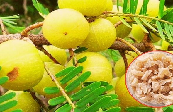amla candy