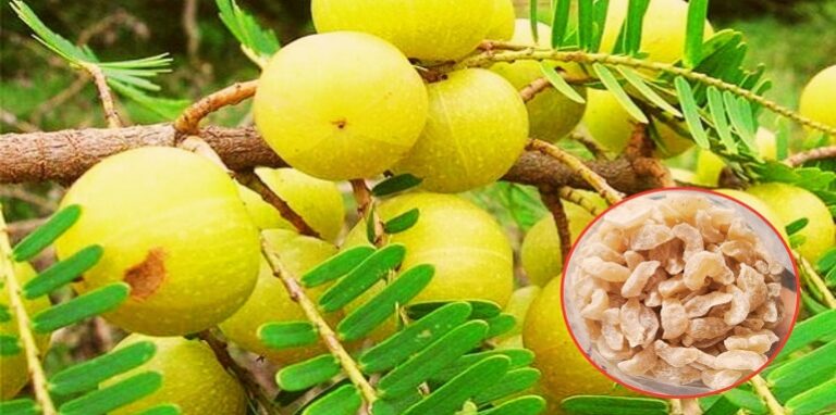 amla candy