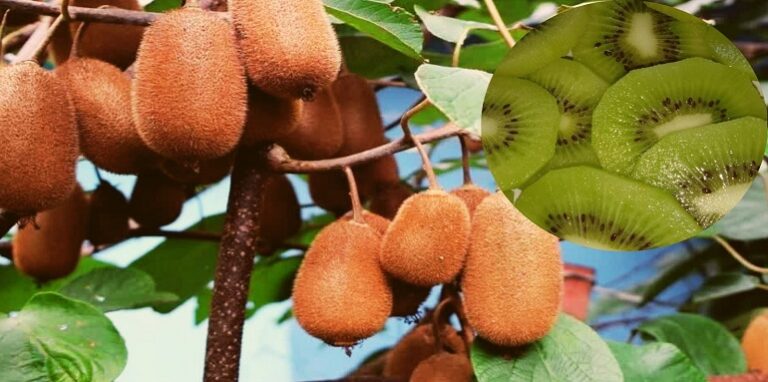Kiwi fruit