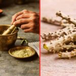 Medicinal properties of Giloy