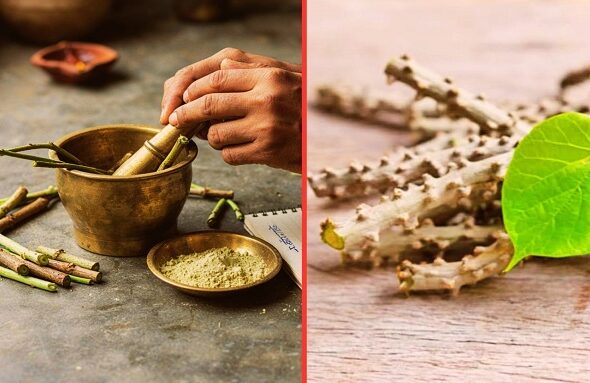 Medicinal properties of Giloy