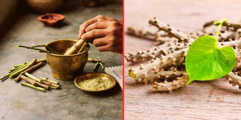 Medicinal properties of Giloy