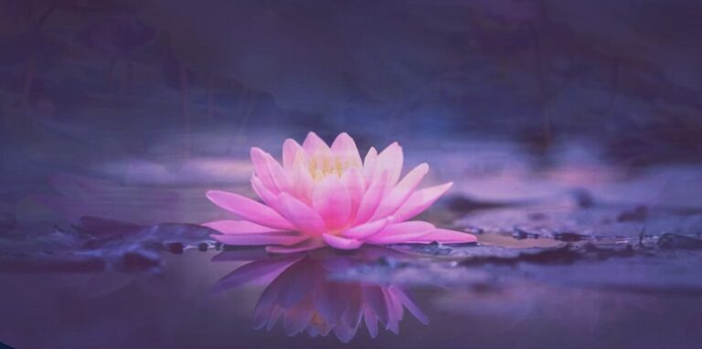 lotus flower