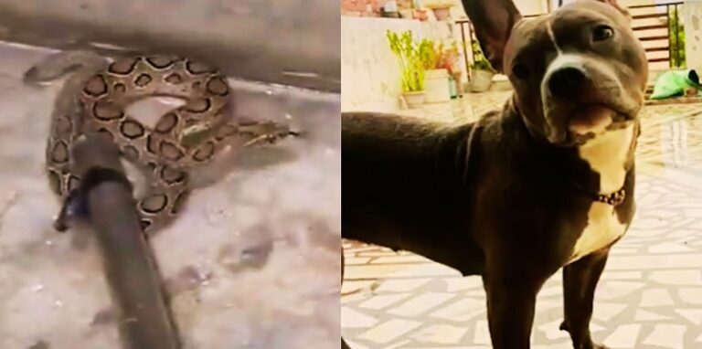 Dog fought with a snake