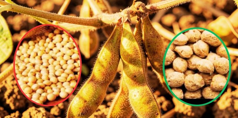 Soybean
