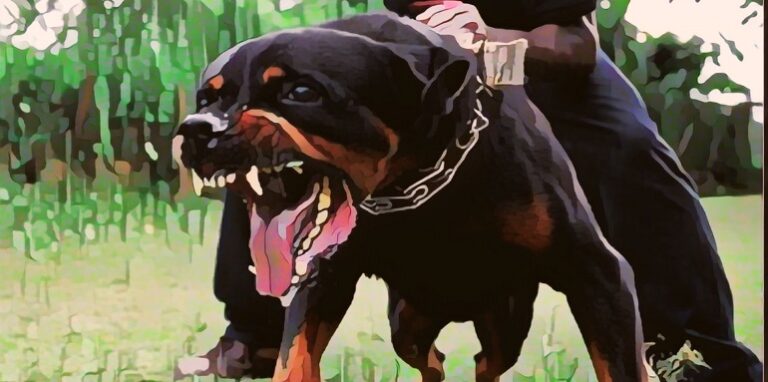 Rottweiler dog