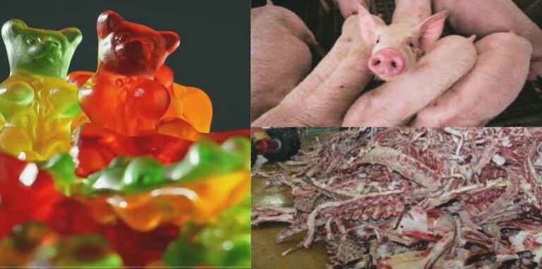 gelatin product