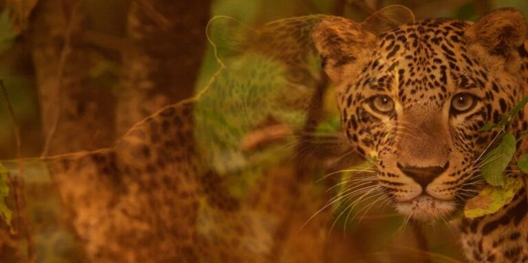leopard uttarakhand