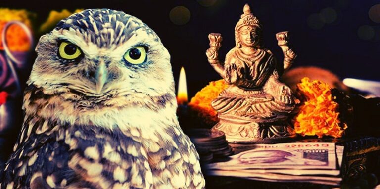 owls on Diwali