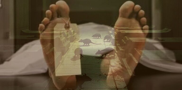 Rats in the Mortuary