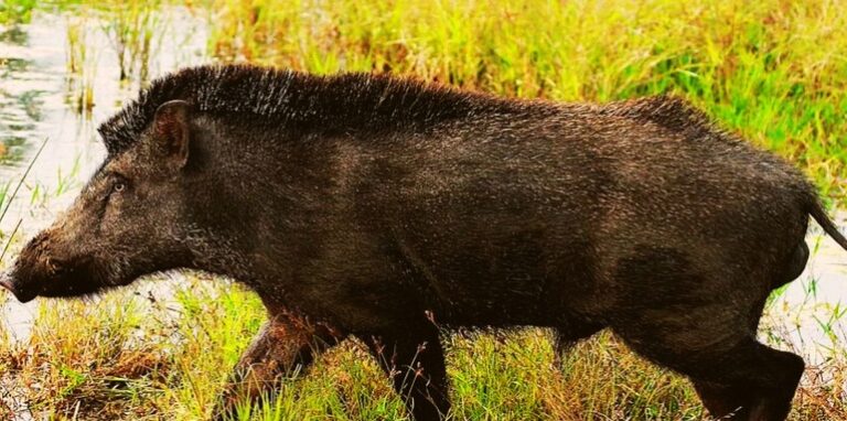 Wild boars