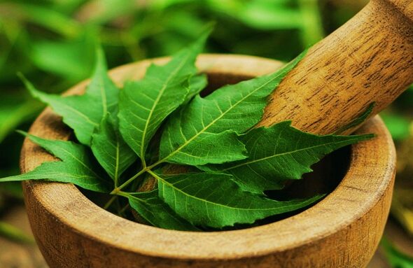 Benefits of Neem