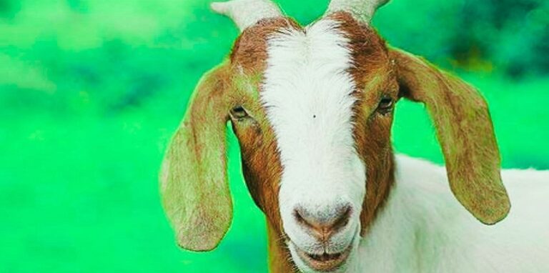 Goat
