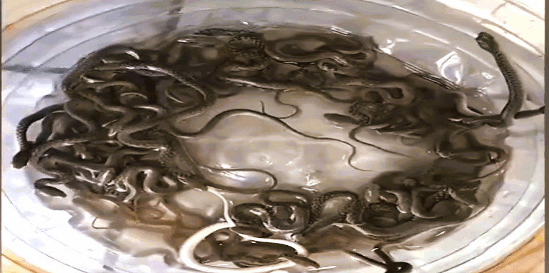 baby snakes found in the water tank