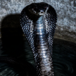 cobra in water tank