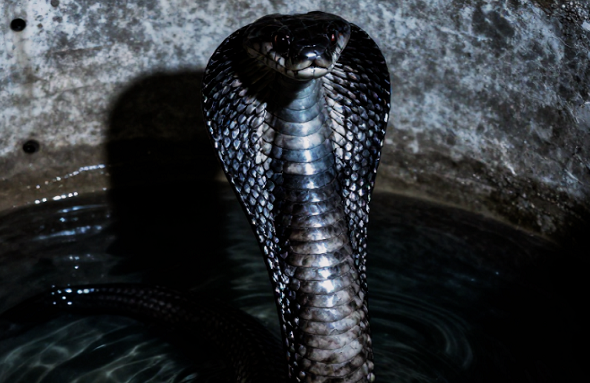 cobra in water tank